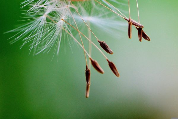 alexas_fotos-dandelion-771066