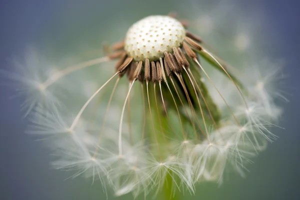flower-335662_1280