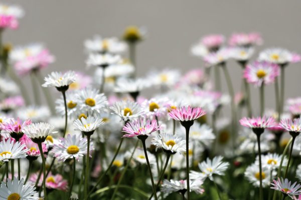 johnny_harvester-flowers-7699293