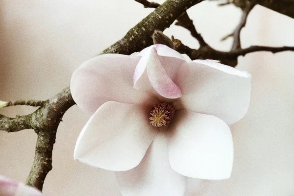 pexels-secret-garden-931181